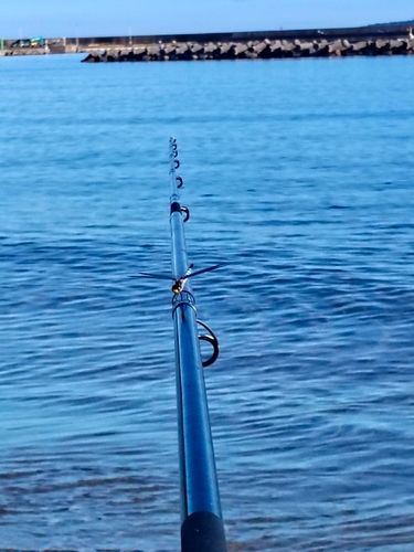 キスの釣果