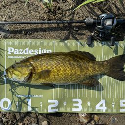 スモールマウスバス