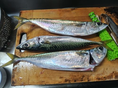 サバの釣果