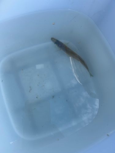 シロギスの釣果