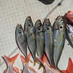 アジ