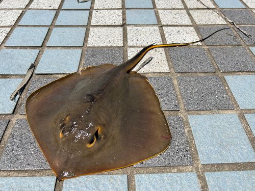 エイの釣果