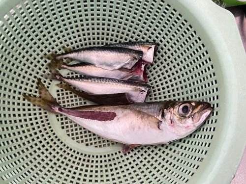 マアジの釣果