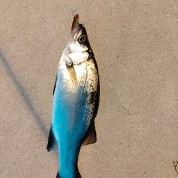 セイゴ（ヒラスズキ）