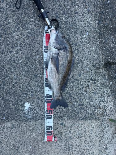 チヌの釣果