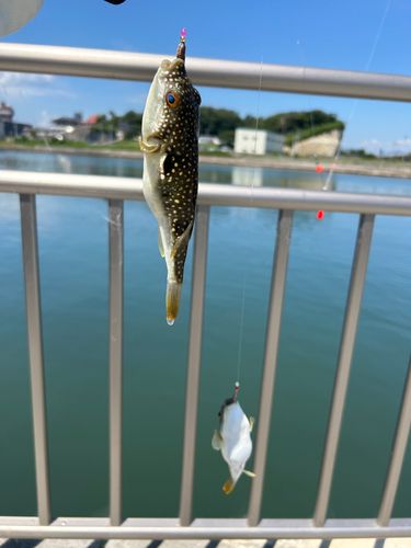 フグの釣果
