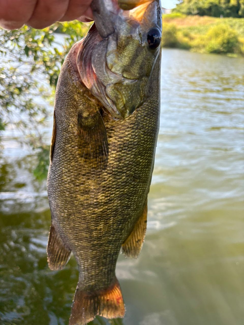 スモールマウスバス