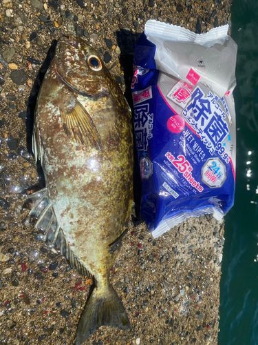 アイゴの釣果