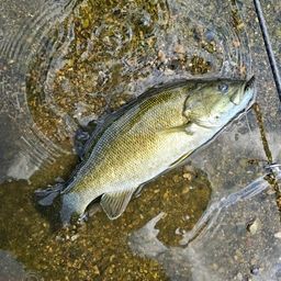 スモールマウスバス