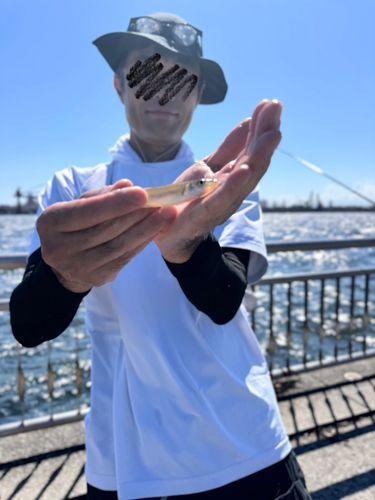 シロギスの釣果