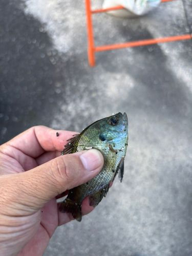 ブルーギルの釣果
