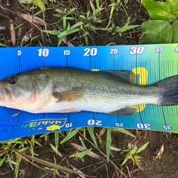 ラージマウスバス