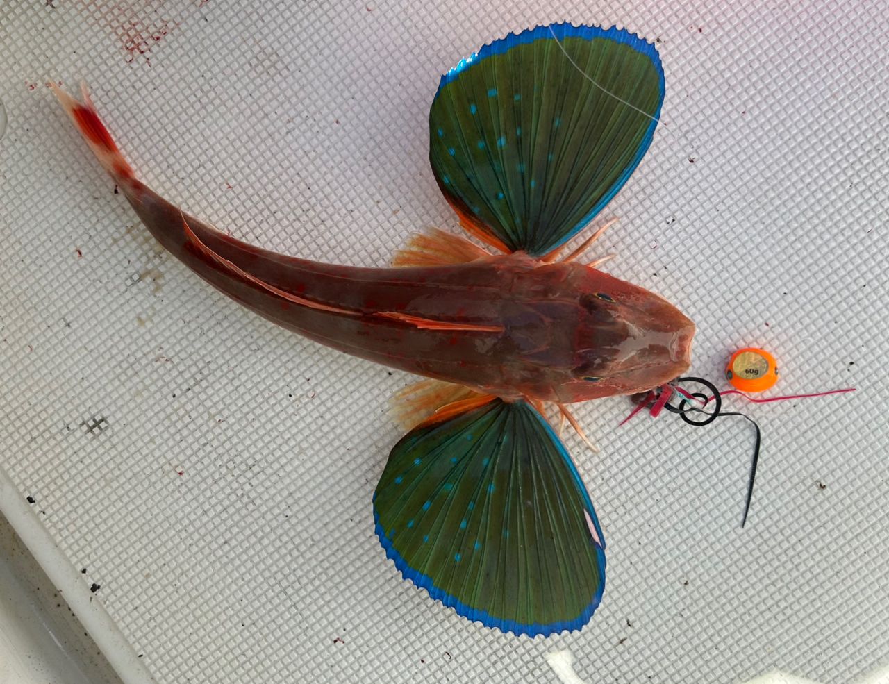 DAIWA 19紅牙 MX エアポータブル N69MLB TG APの最安値・インプレ