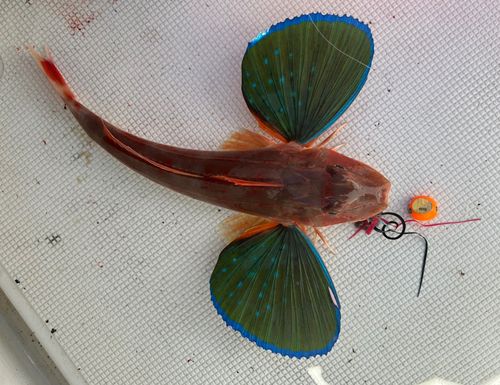 ホウボウの釣果