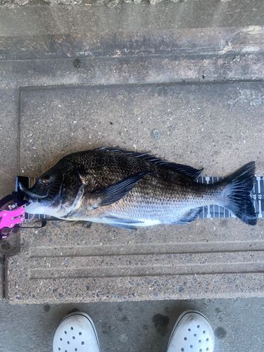 チヌの釣果