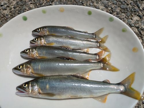 アユの釣果