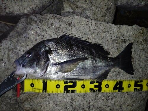 クロダイの釣果