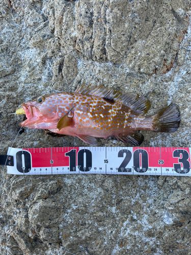 キジハタの釣果