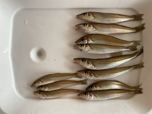 キスの釣果