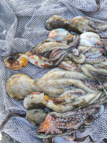 タコの釣果