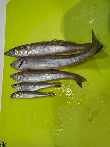 キスの釣果