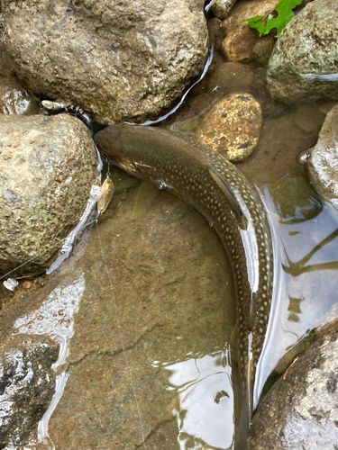 アメマスの釣果