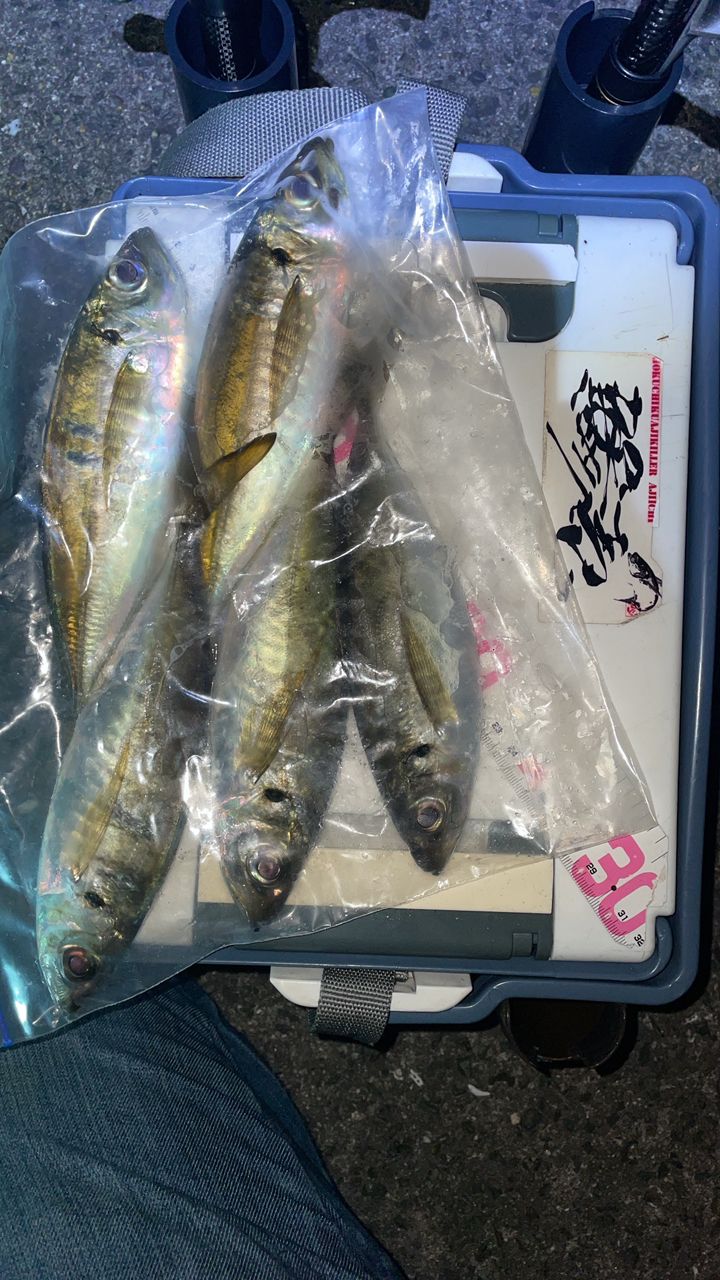 アジ