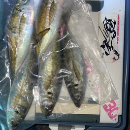 アジ