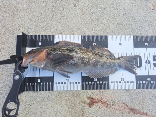 アイナメの釣果