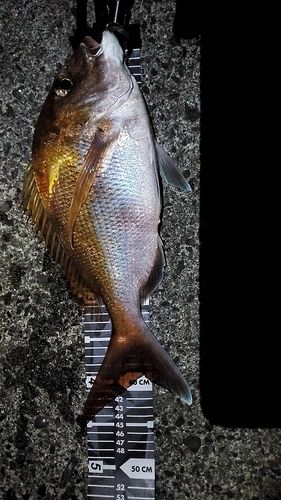 マダイの釣果
