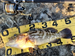 クエの釣果
