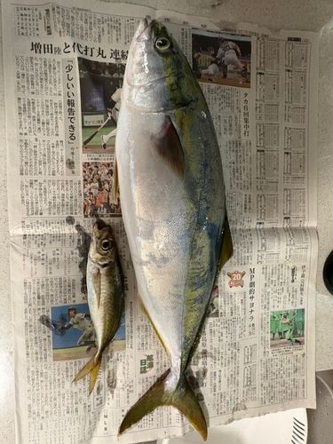 ヤズの釣果