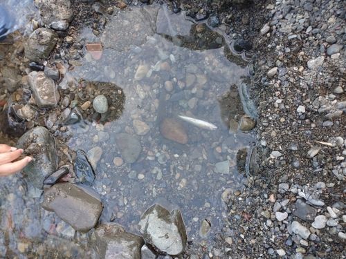 アブラハヤの釣果