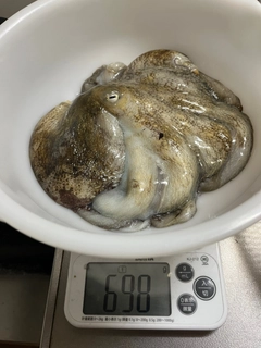 タコの釣果