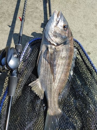チヌの釣果