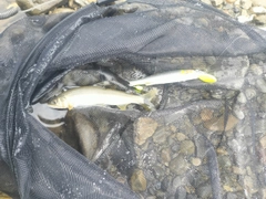 アユの釣果