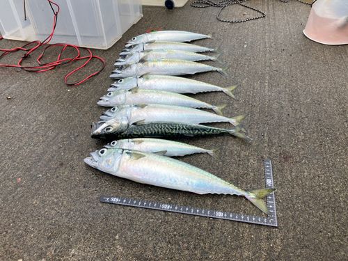 サバの釣果