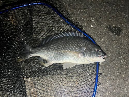 キビレの釣果