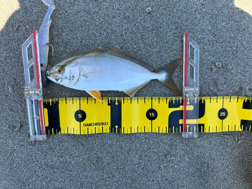 ショッコの釣果