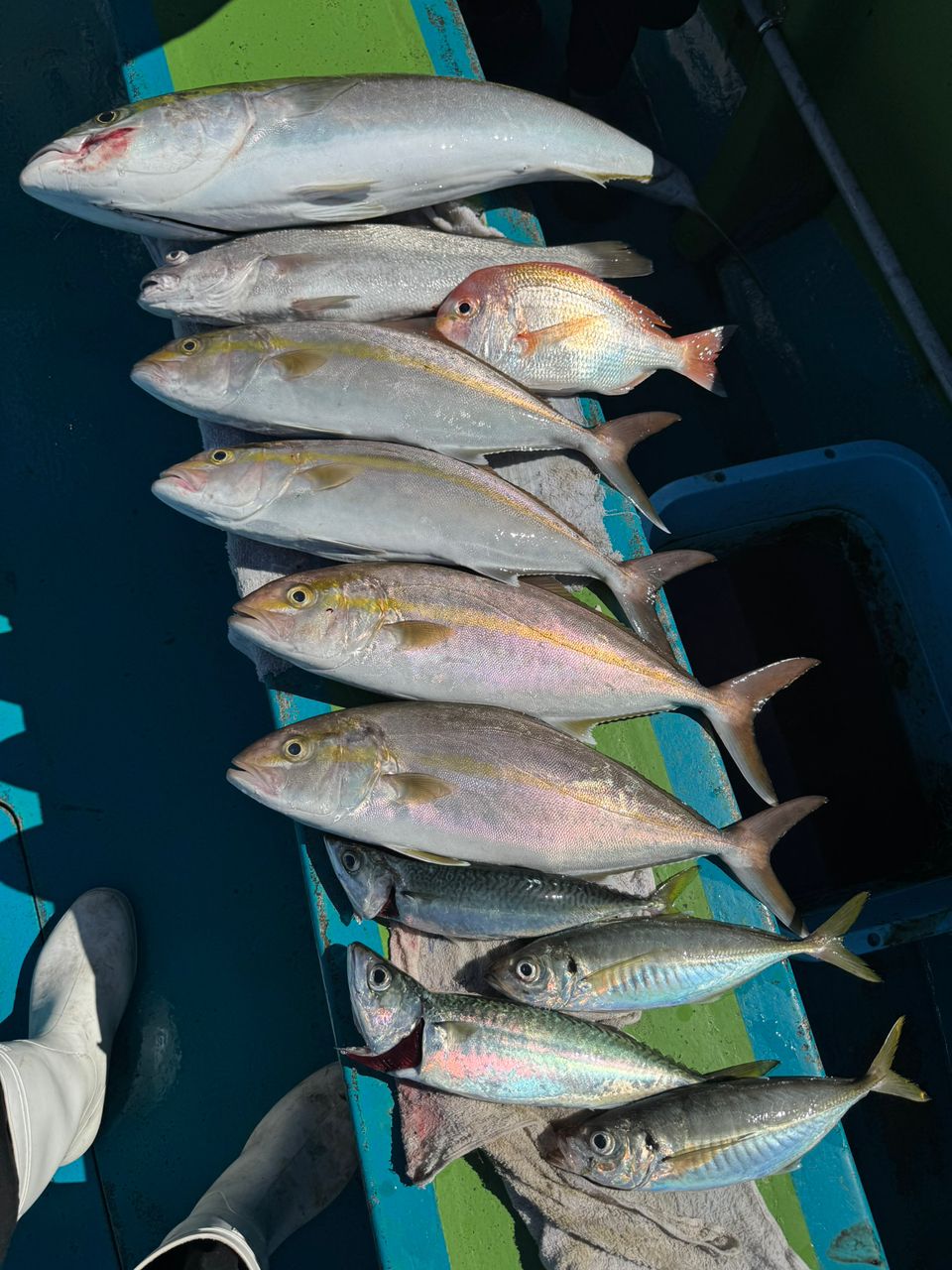 清和丸さんの釣果 2枚目の画像