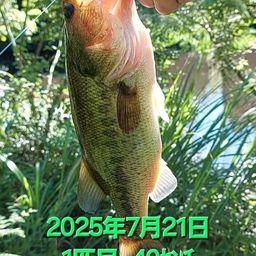 ブラックバス