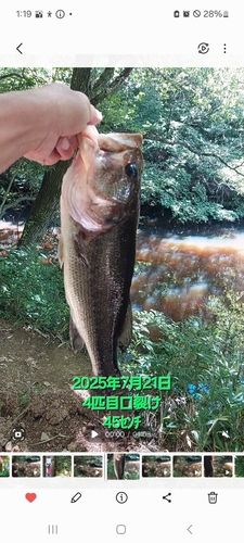 ブラックバスの釣果