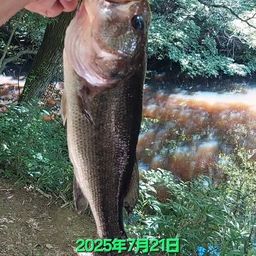 ブラックバス