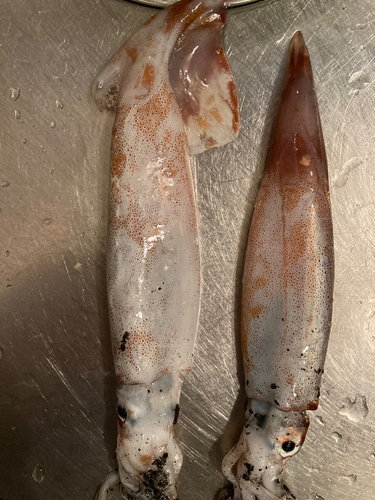 岩手の海釣り　新岩手の海釣り　2冊まとめ　一部ダメージあり 岩手の海釣り 新岩手の海釣り 2冊まとめ 一部ダメージあり