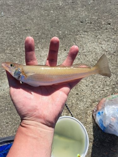 シロギスの釣果