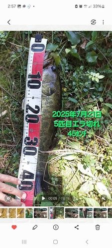 ブラックバスの釣果