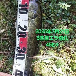 ブラックバス