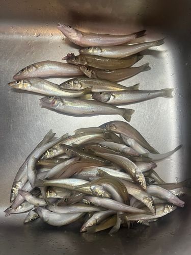 シロギスの釣果