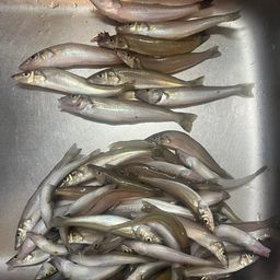 シロギス