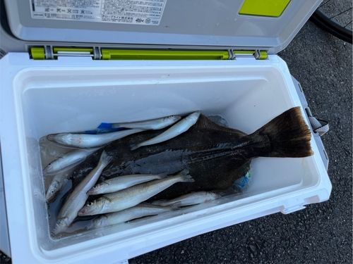 キスの釣果